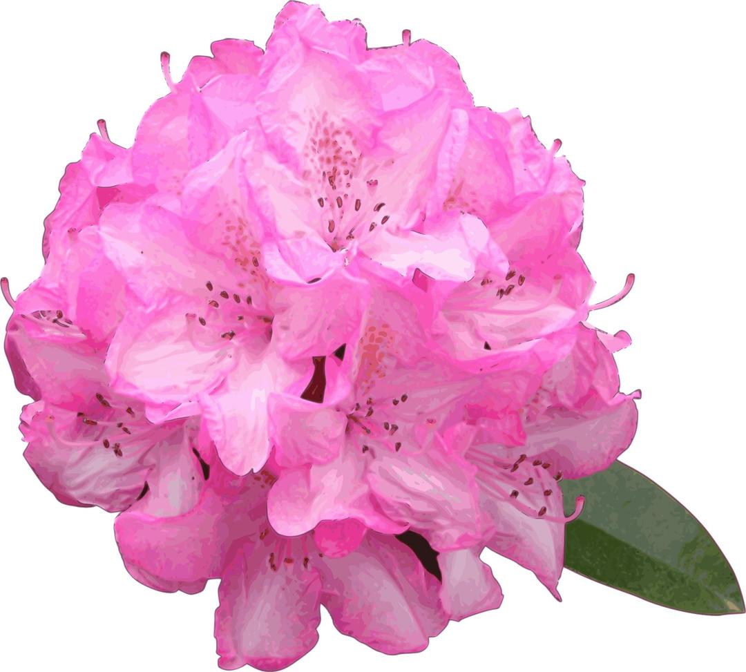 Rhododendron Flower png transparent