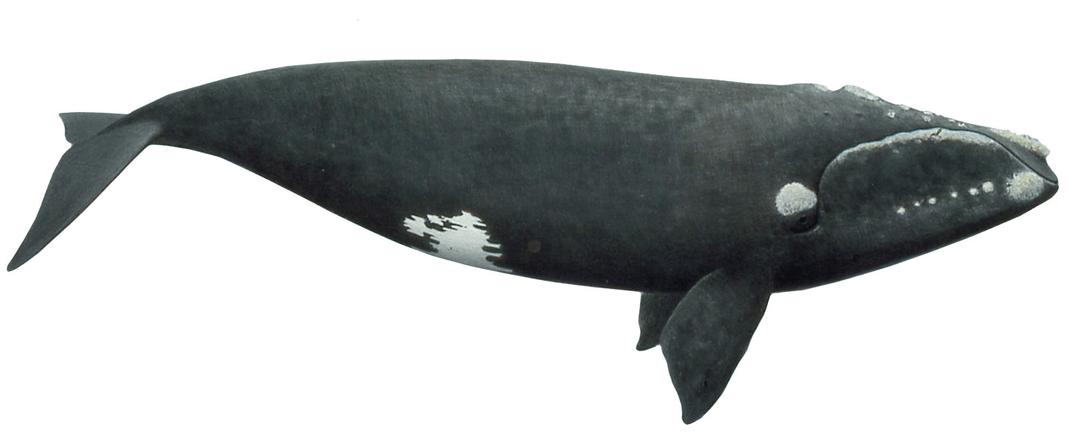 Right Whale png transparent
