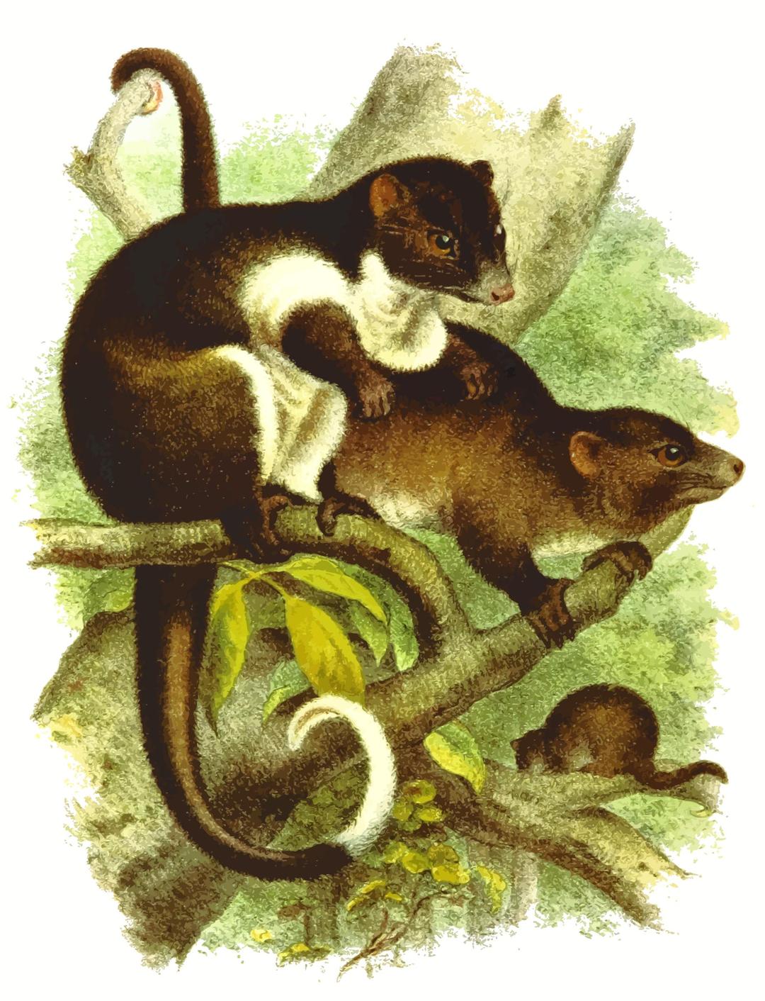 Ring-tailed possum png transparent