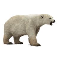 Roaring Polar Bear png transparent
