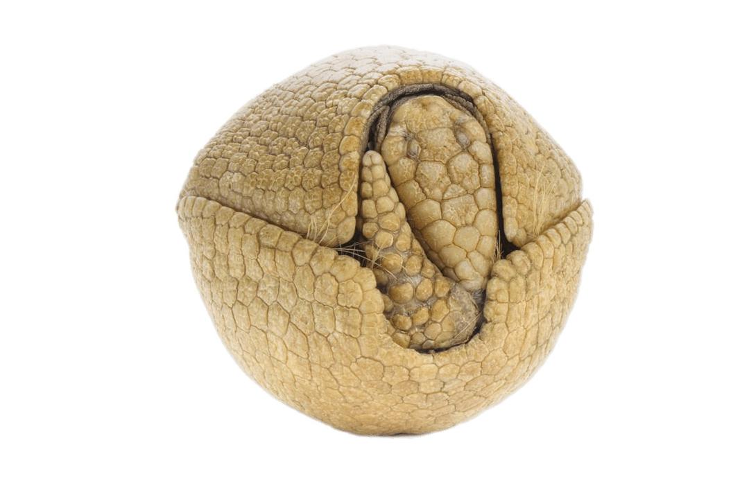 Rolled Up Armadillo png transparent