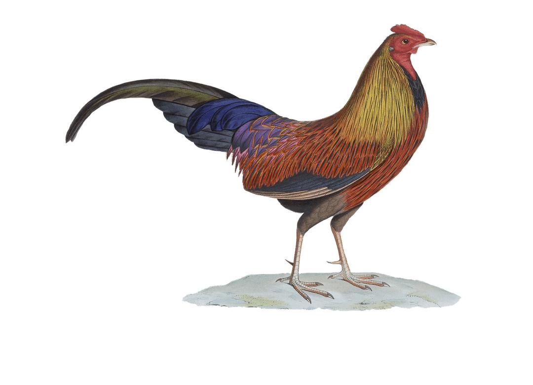 Rooster Drawing png transparent