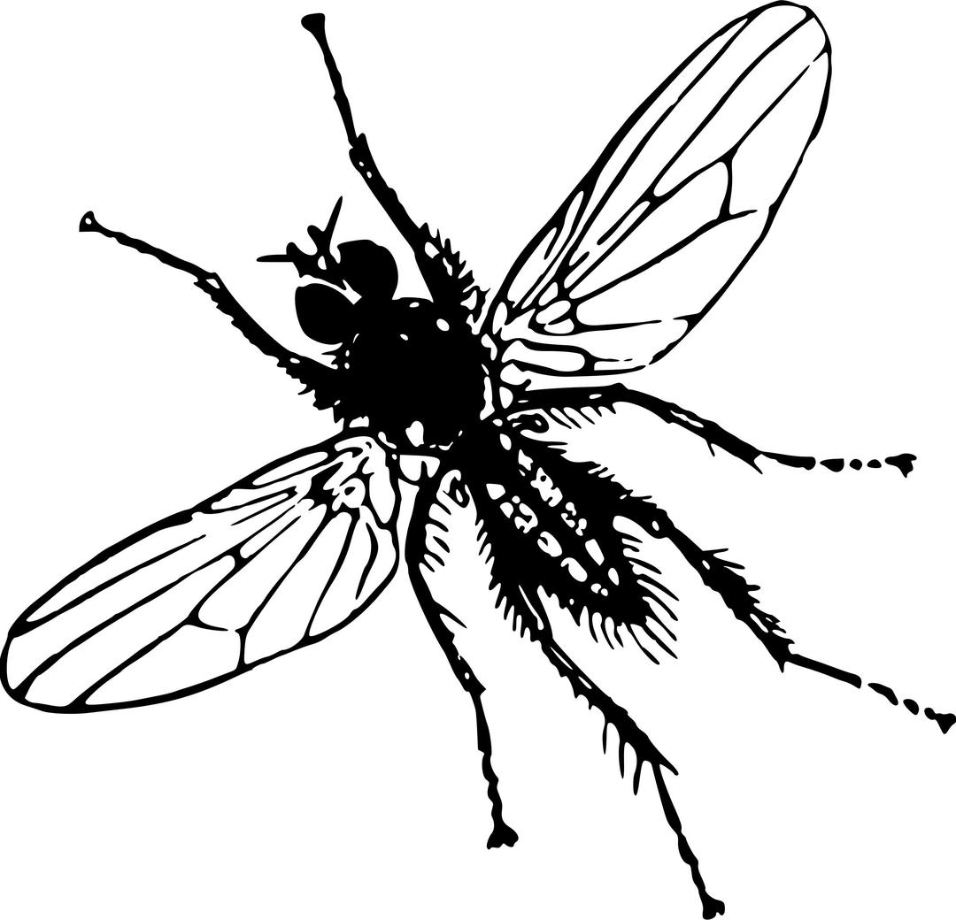 Root fly png transparent