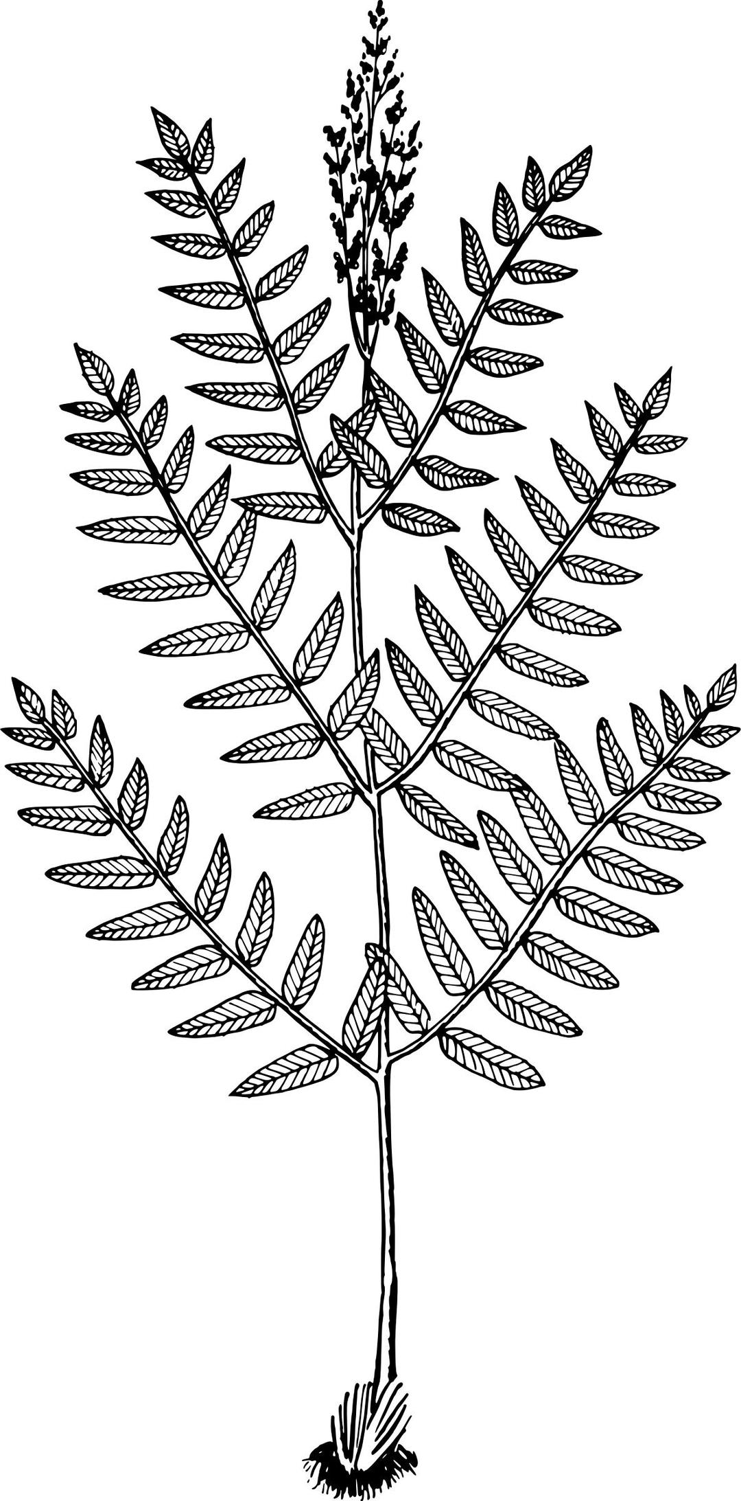 Royal fern png transparent