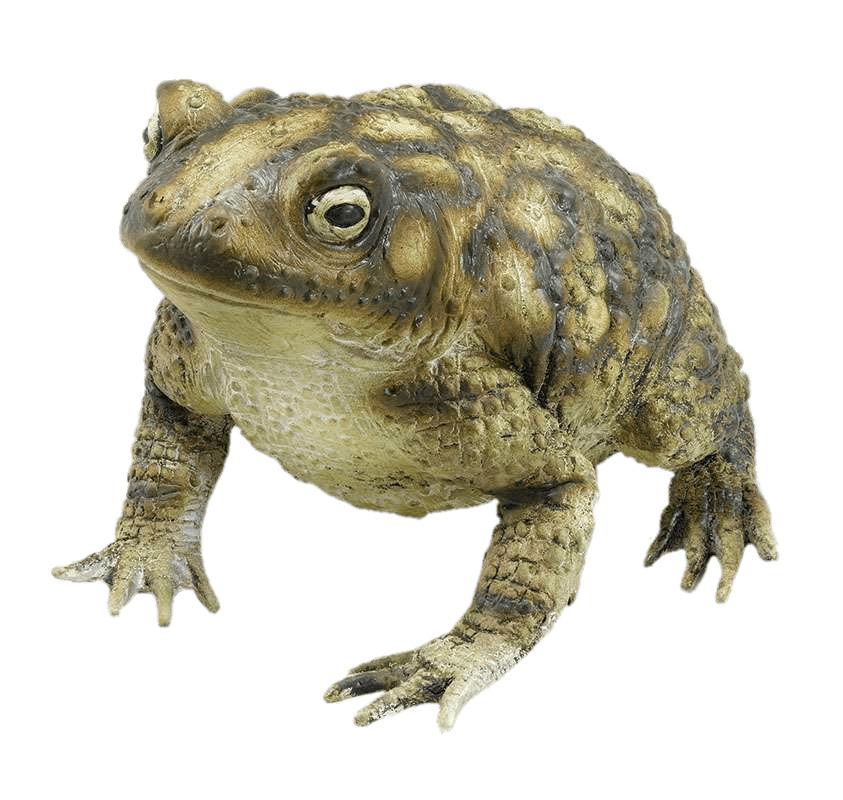 Rubber Toad png transparent