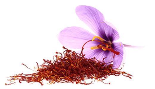 Saffron Flower png transparent