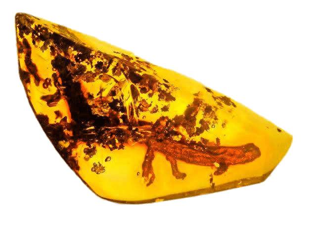 Salamander Trapped In Amber png transparent