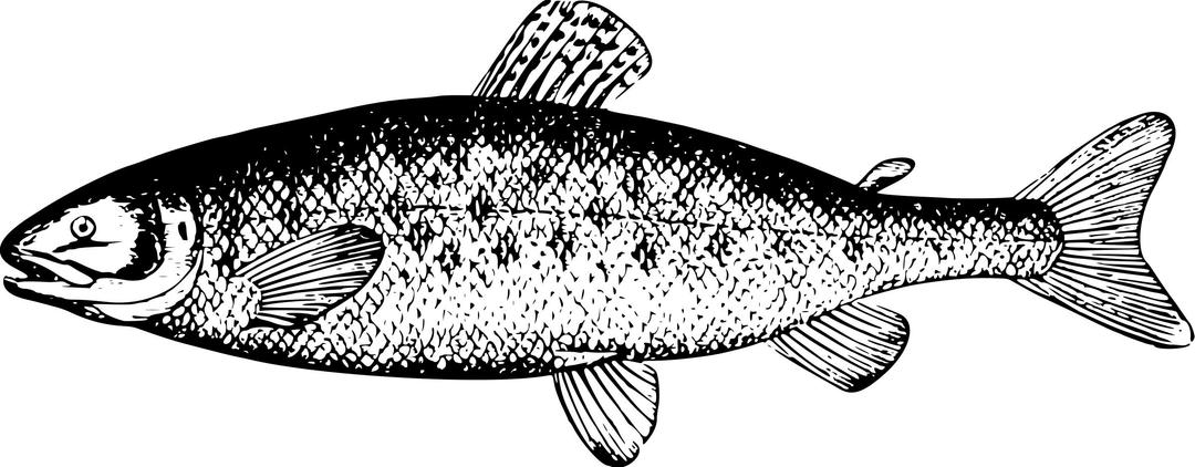 Salmon png transparent