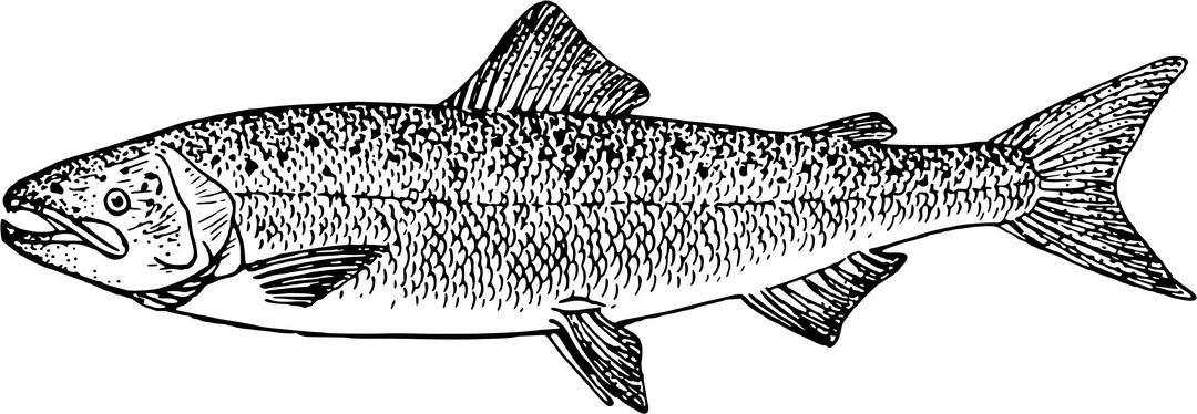 Salmon 3 png transparent