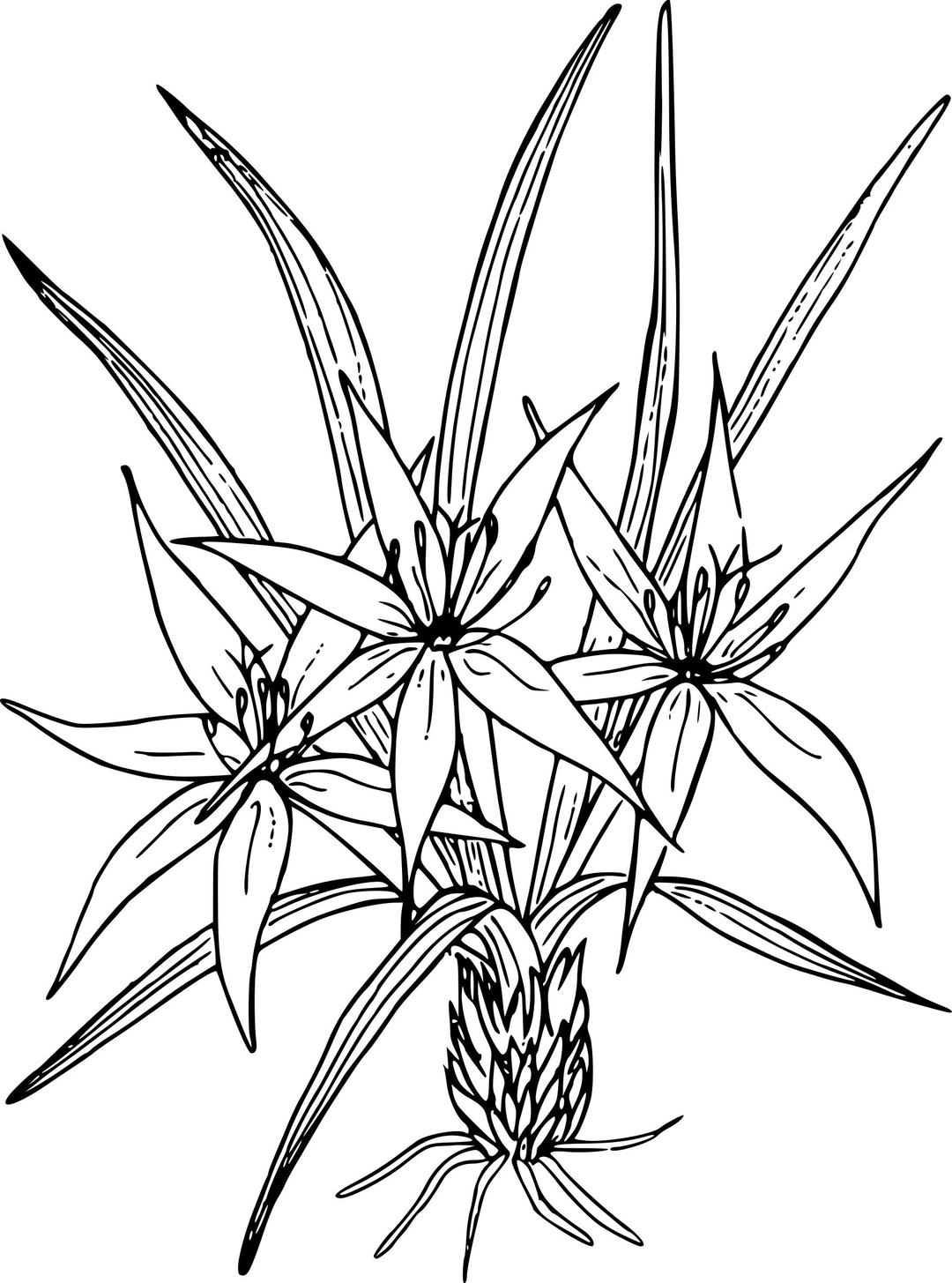 Sand lily png transparent