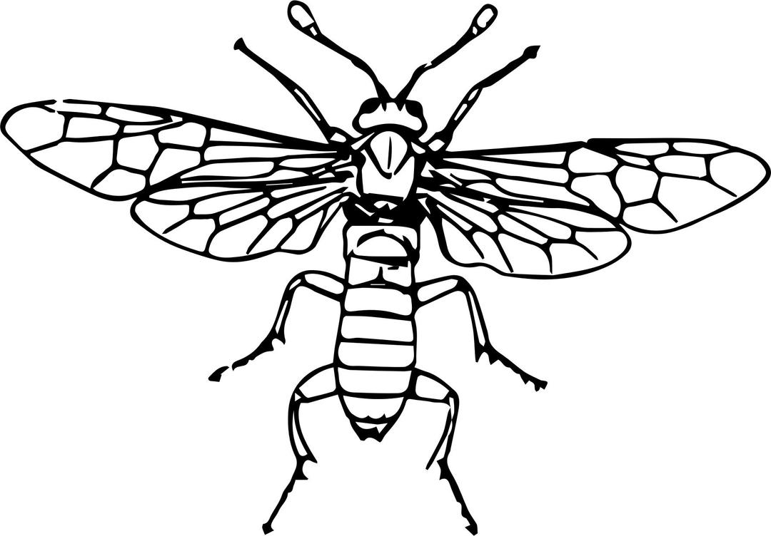 sawfly png transparent