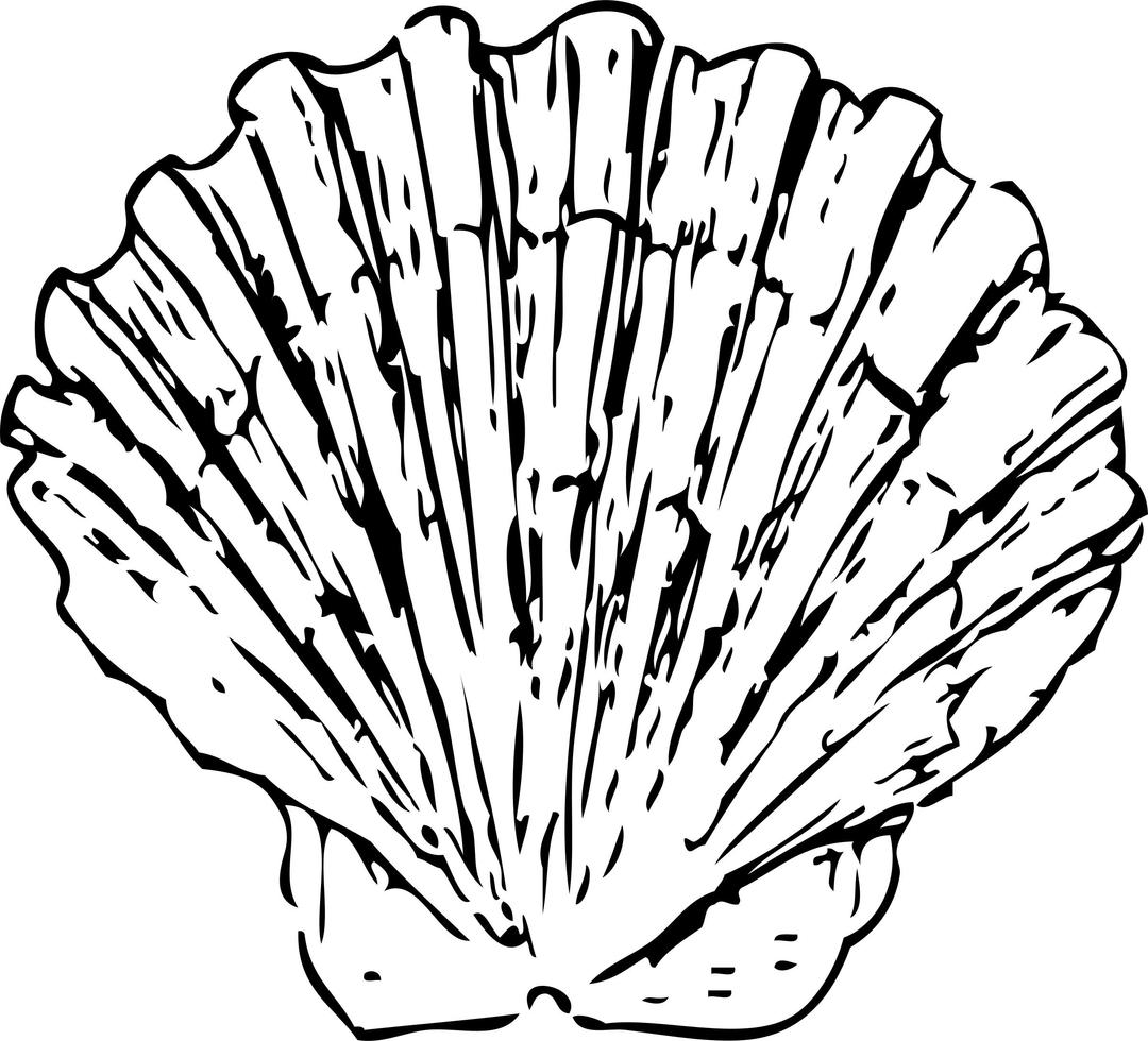 Scallop shell png transparent