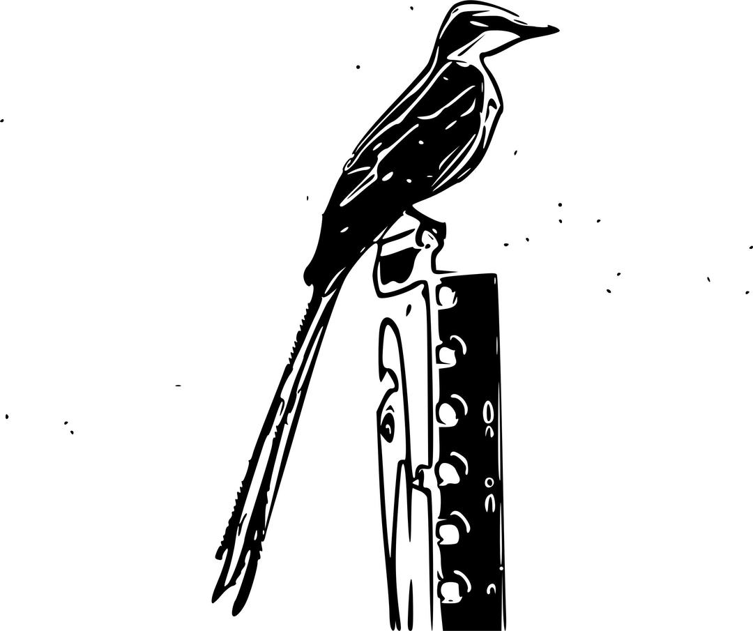 Scissor-tailed flycatcher sketch png transparent