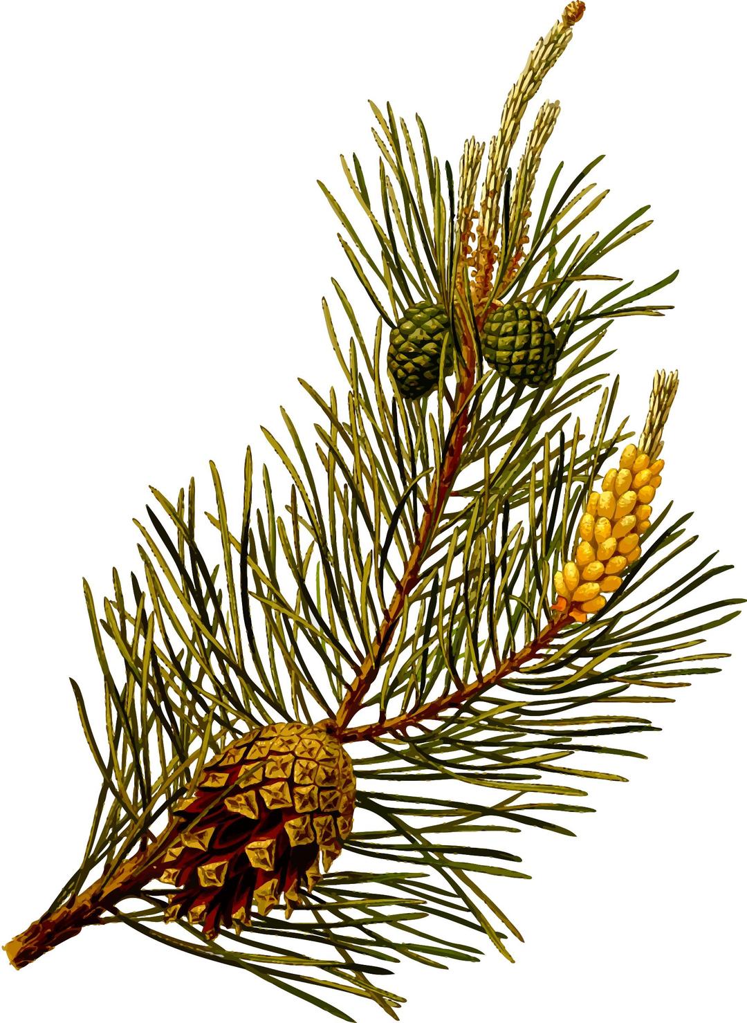 Scots pine (detailed) png transparent