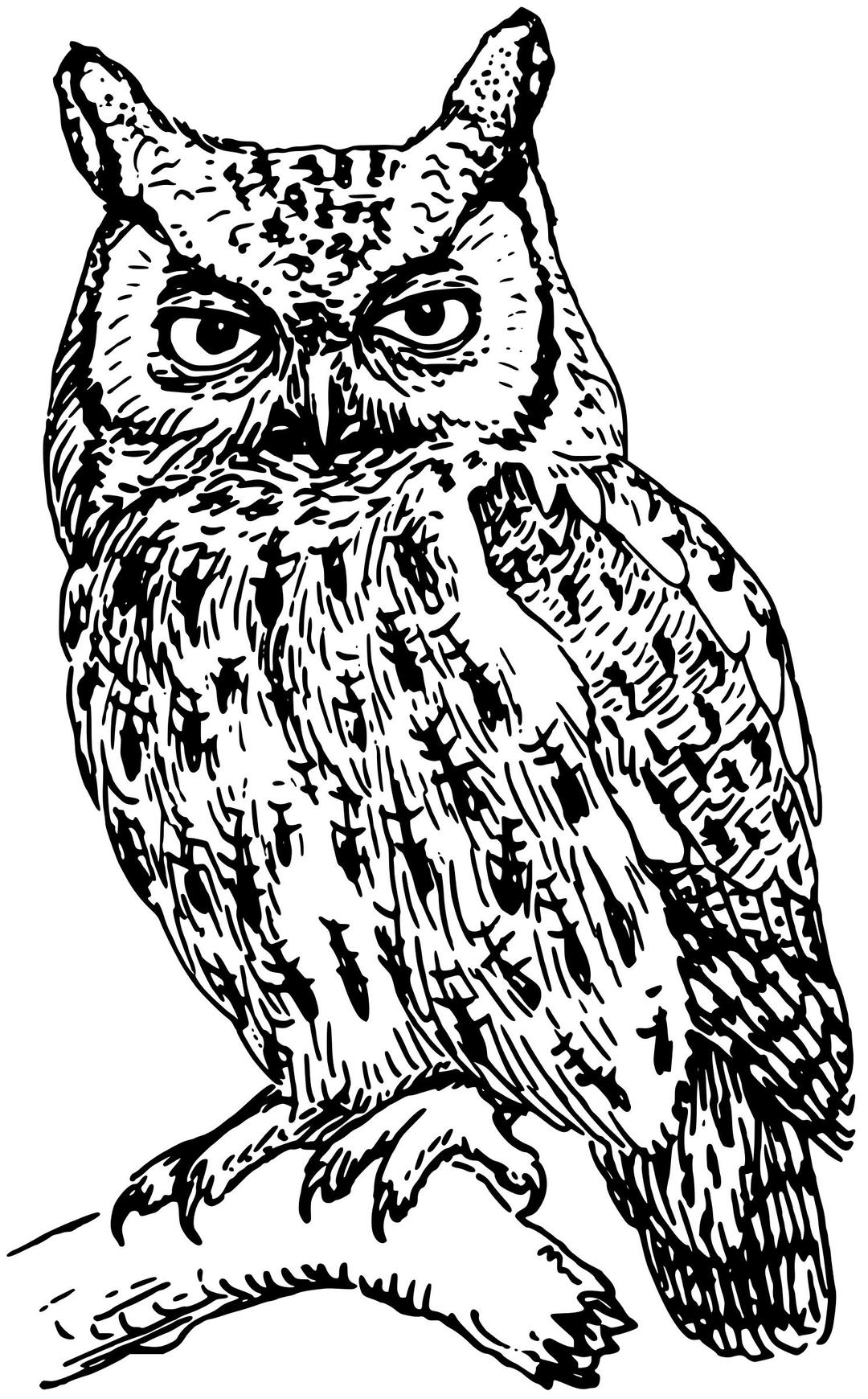 screech owl png transparent