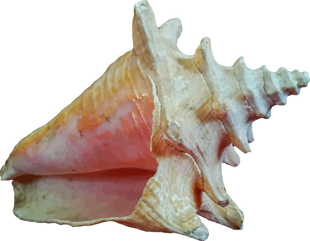 Sea shell 12 (photo quality) png transparent