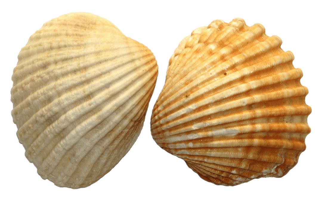 Sea Shell Duo png transparent