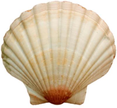 Sea Shell png transparent