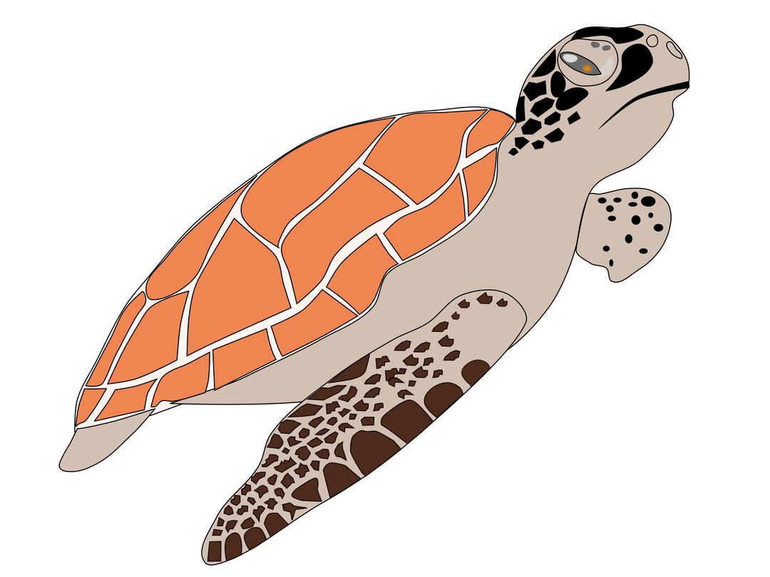 sea turtle png transparent
