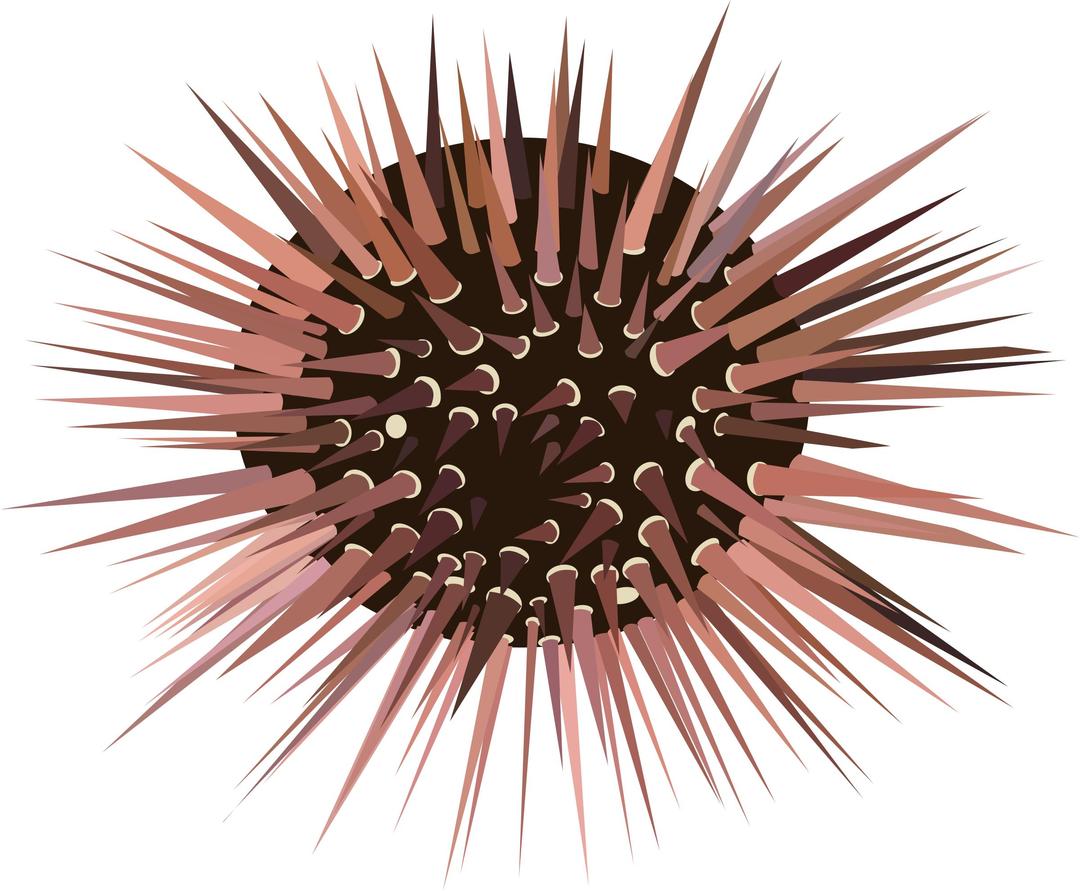 Sea urchin png transparent