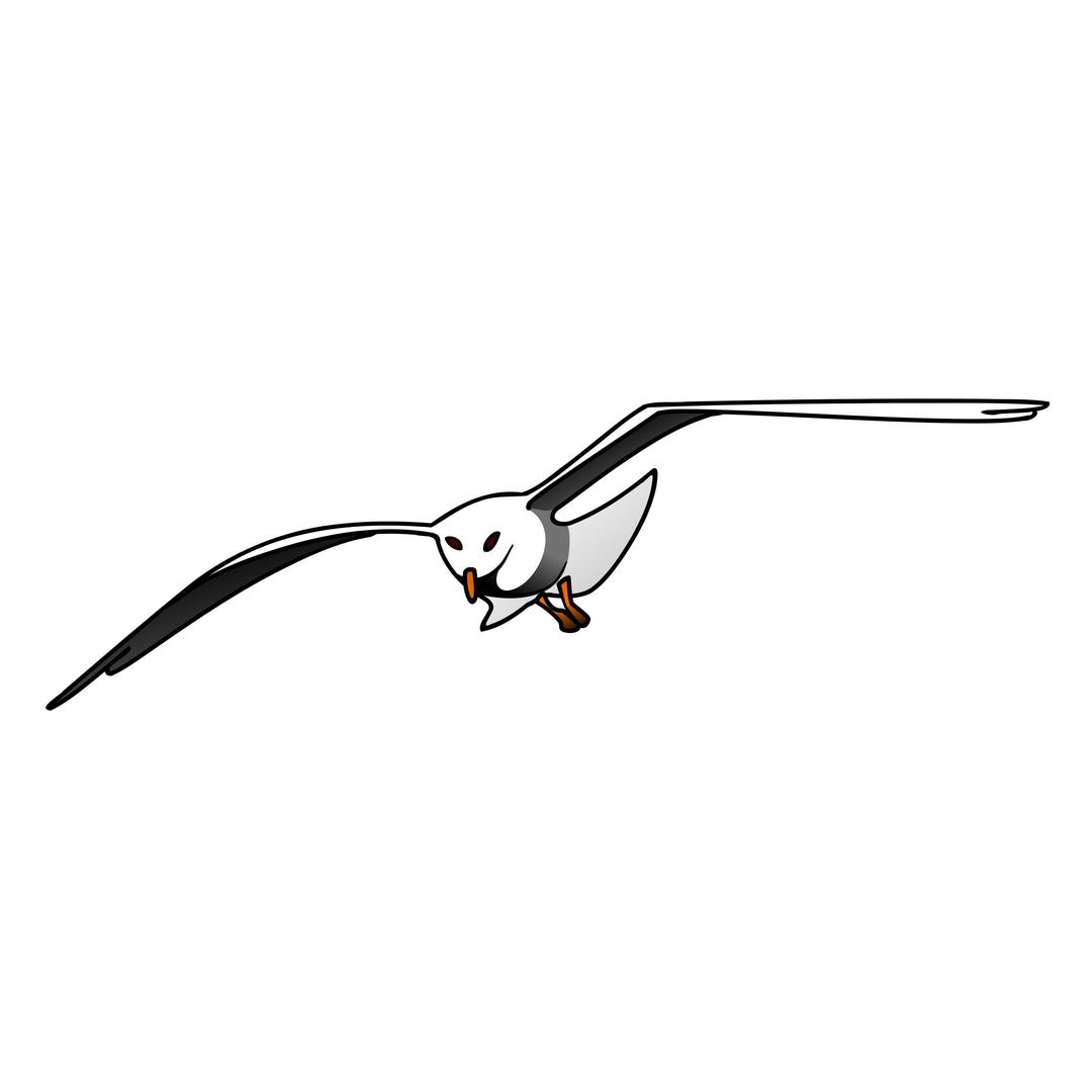 Seagull png transparent