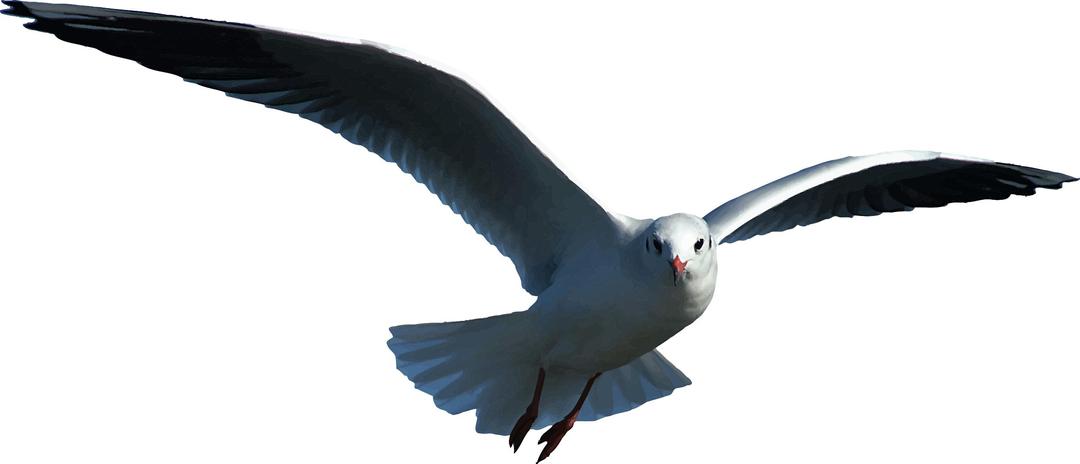 Seagull (detailed) png transparent