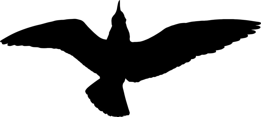 Seagull Silhouette png transparent