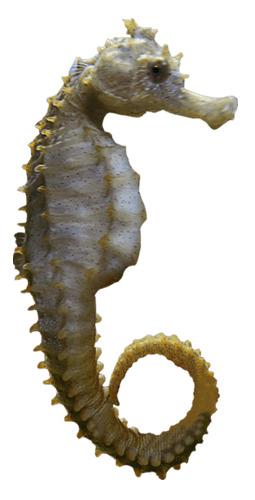 Seahorse Sideview png transparent