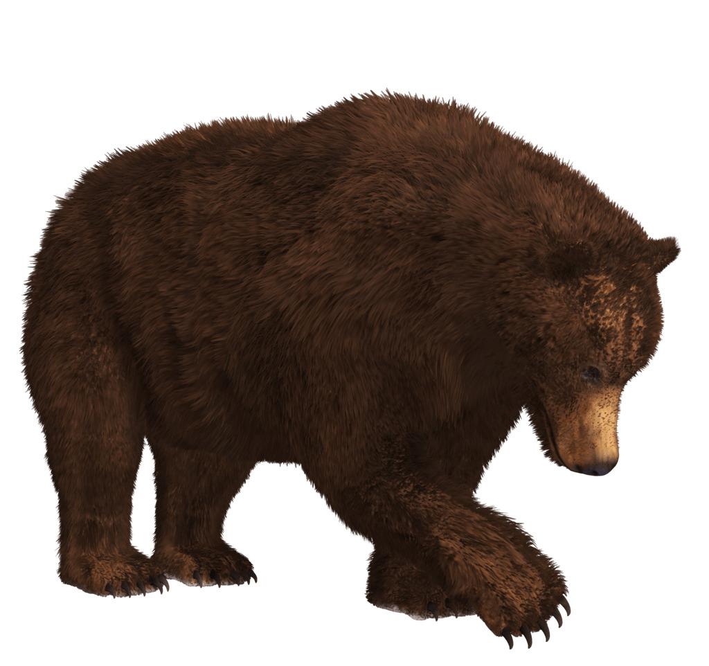 Searching Bear png transparent