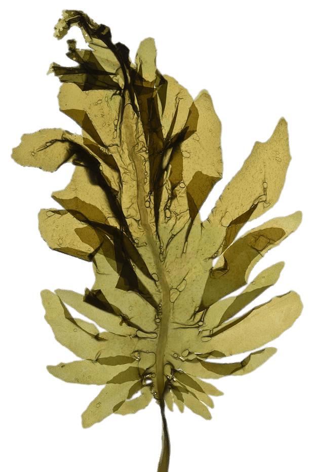 Seaweed Leaf png transparent