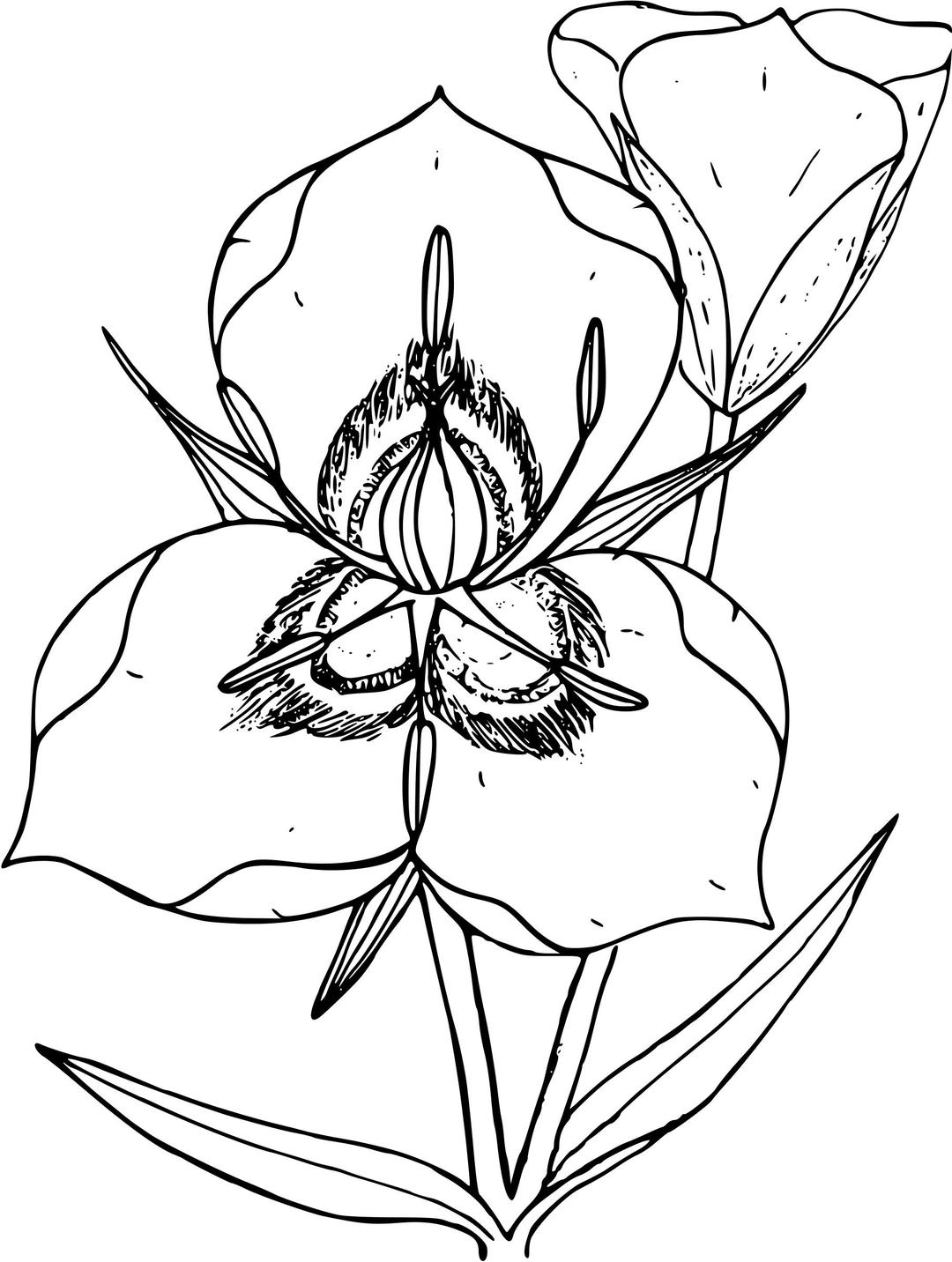 Sego lily png transparent