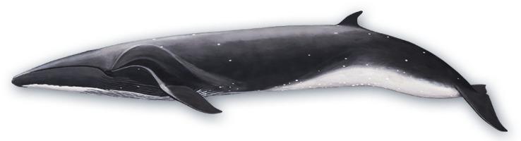 Sei Whale Side View png transparent