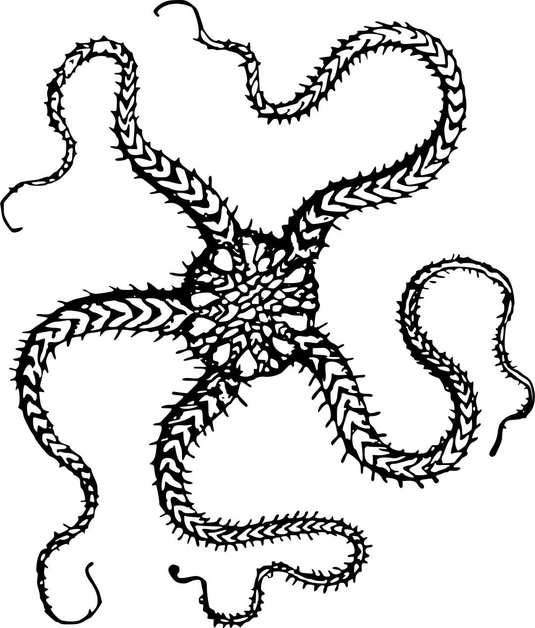 Serpent starfish png transparent