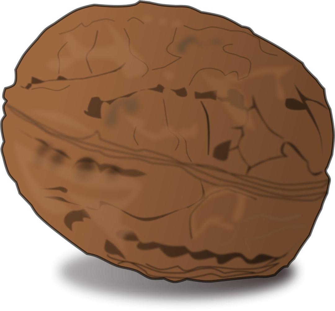 shaded walnut png transparent