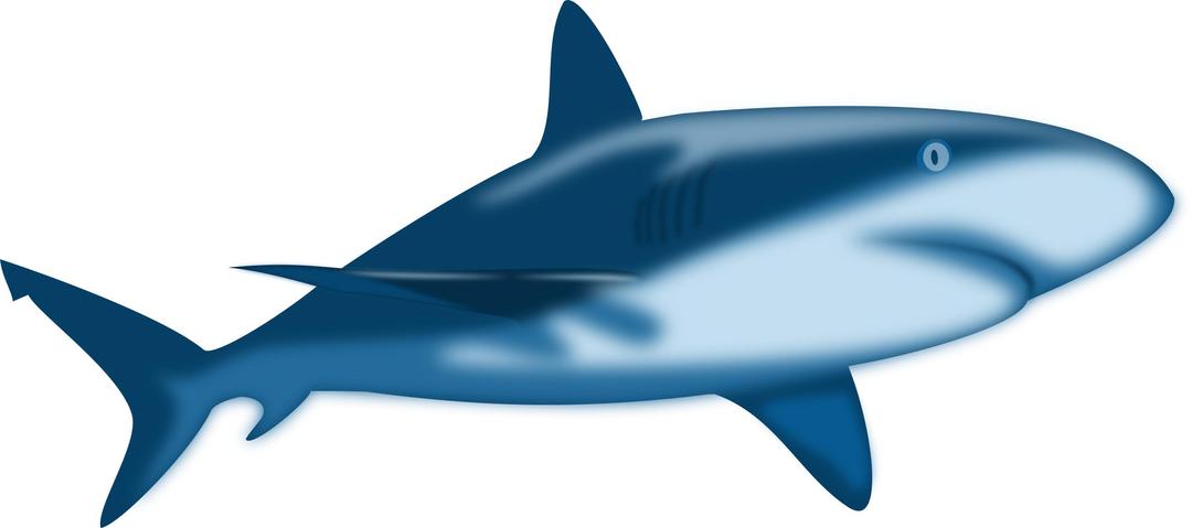 Shark Shaded png transparent