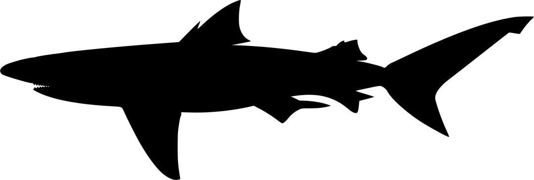 Shark silhouette png transparent