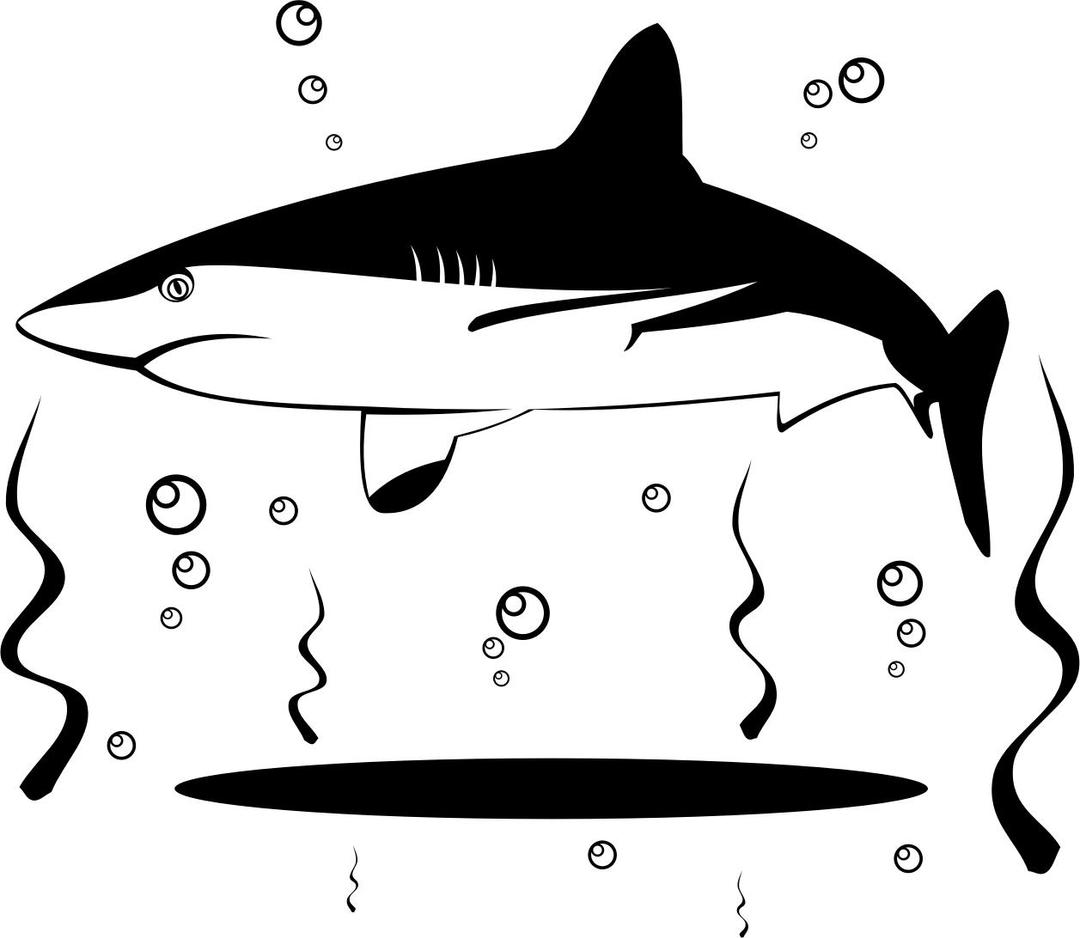 Shark vector png transparent