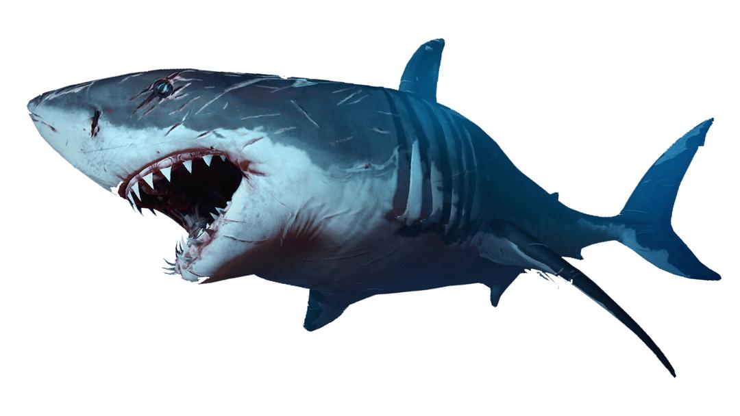 Shark png transparent