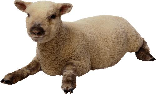Sheep Baby png transparent