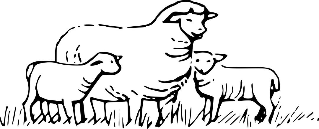Sheep in Field png transparent