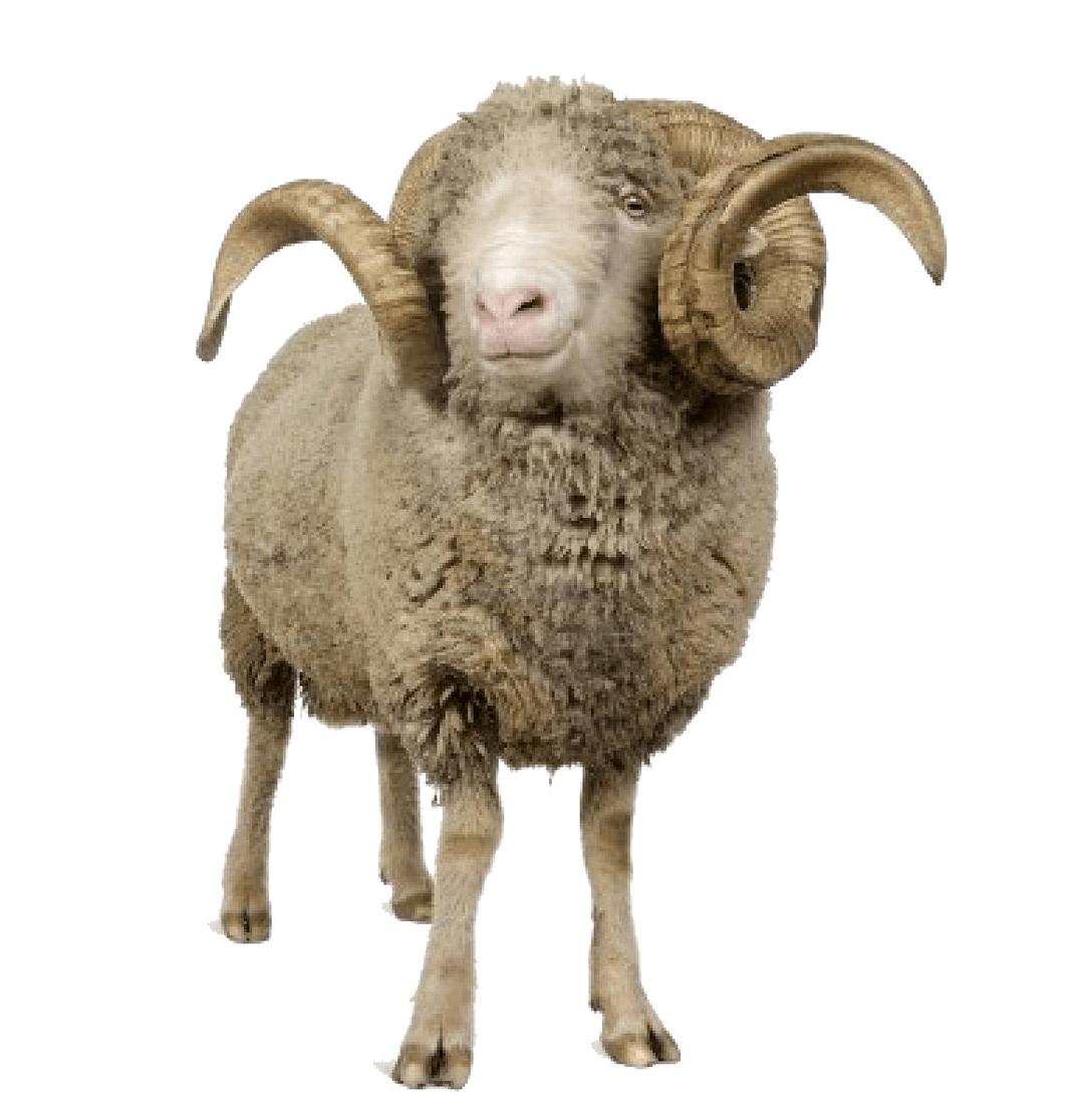 Sheep With Horns png transparent