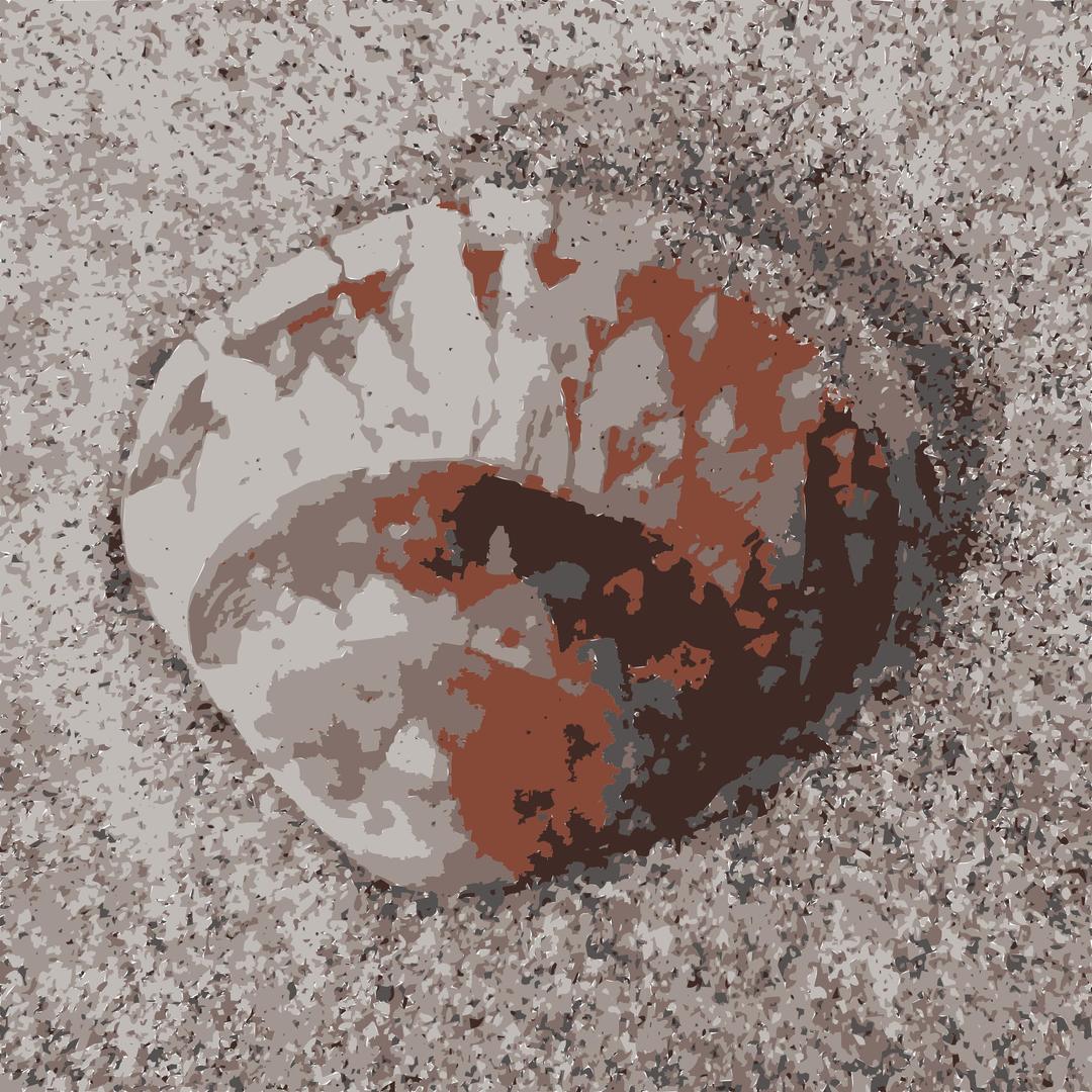 Shell on Beach has a Fractal Pattern png transparent