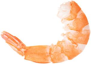 Shrimp png transparent