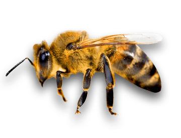 Side Bee png transparent