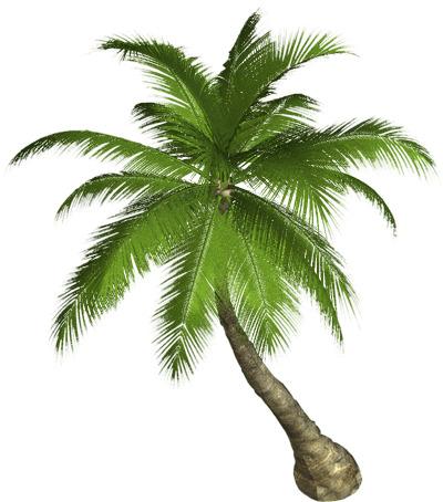 Side Palm Tree png transparent