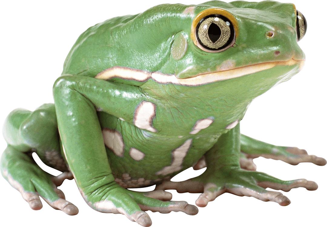Side View Green Frog png transparent