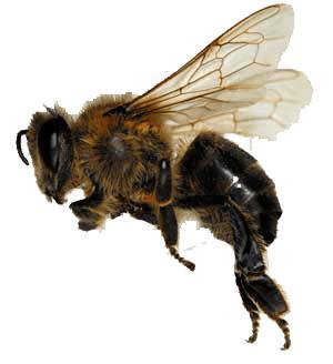Sideview Bee png transparent