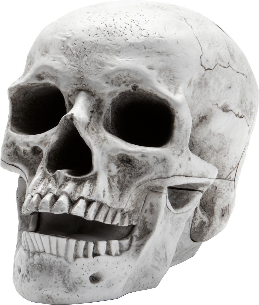 Sideview Large Skull png transparent