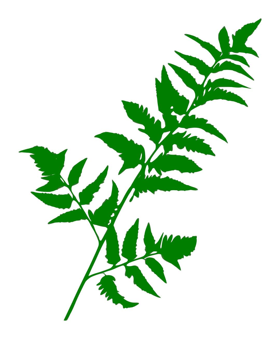 Silhouette Feuille 01 png transparent