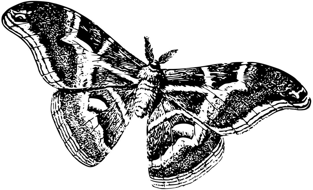 Silkworm as a moth png transparent